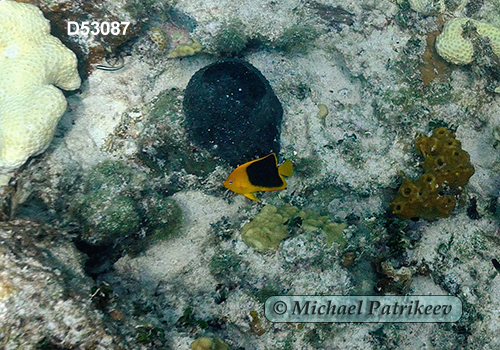 Rock Beauty (Holacanthus tricolor)